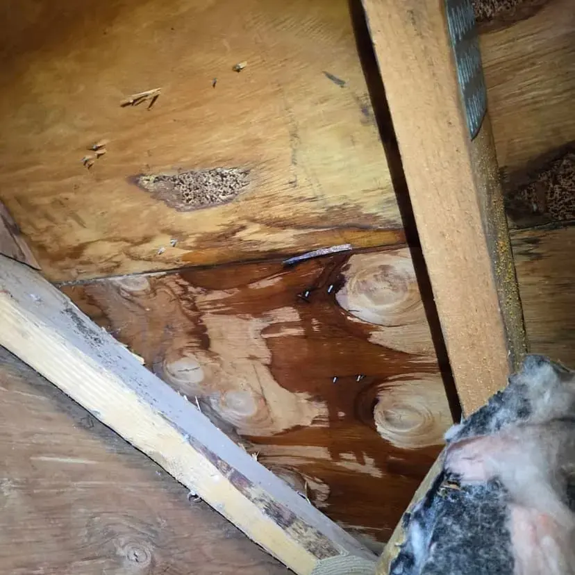 Water staining on roof sheathing and rafters in an Everett attic